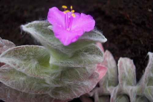 trades sllamontana 2